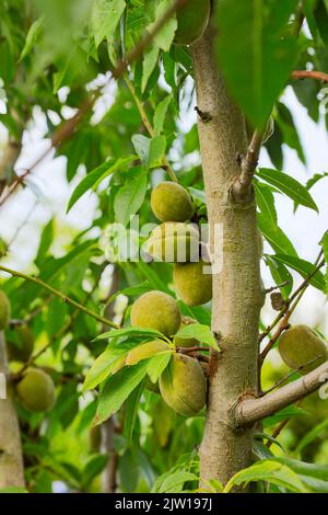 Prunus × persicoides ‘Ingrid’, Hybridmandel ‘Ingrid’, Prunus dulcis ‘Ingrid’, Prunus × amygdalopersica ‘Ingrid', Nahaufnahme des Pflanzenportraits Stockfoto