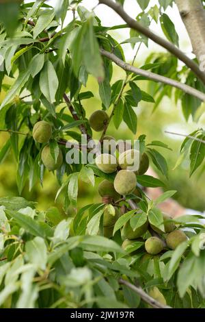 Prunus × persicoides ‘Ingrid’, Hybridmandel ‘Ingrid’, Prunus dulcis ‘Ingrid’, Prunus × amygdalopersica ‘Ingrid', Nahaufnahme des Pflanzenportraits Stockfoto