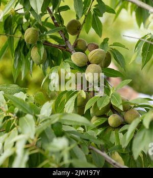 Prunus × persicoides ‘Ingrid’, Hybridmandel ‘Ingrid’, Prunus dulcis ‘Ingrid’, Prunus × amygdalopersica ‘Ingrid', Nahaufnahme des Pflanzenportraits Stockfoto