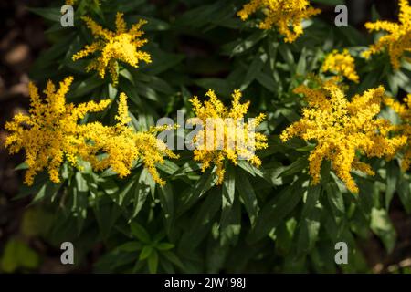 Die blühende Brunnera macrophylla ‘Diane’s, der sibirische Glanz „Diane's Gold“, die Brunnera macrophylla ‘Sldg“ blüht in einer hautnahen, natürlichen Umgebung Stockfoto