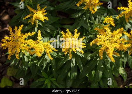 Die blühende Brunnera macrophylla ‘Diane’s, der sibirische Glanz „Diane's Gold“, die Brunnera macrophylla ‘Sldg“ blüht in einer hautnahen, natürlichen Umgebung Stockfoto