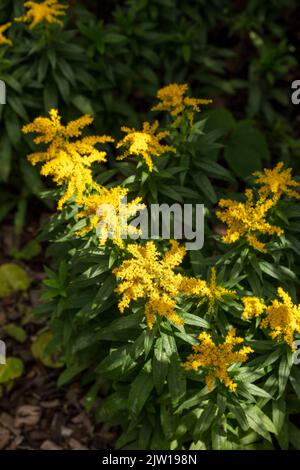 Die blühende Brunnera macrophylla ‘Diane’s, der sibirische Glanz „Diane's Gold“, die Brunnera macrophylla ‘Sldg“ blüht in einer hautnahen, natürlichen Umgebung Stockfoto