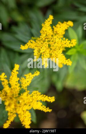 Die blühende Brunnera macrophylla ‘Diane’s, der sibirische Glanz „Diane's Gold“, die Brunnera macrophylla ‘Sldg“ blüht in einer hautnahen, natürlichen Umgebung Stockfoto