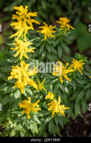 Die blühende Brunnera macrophylla ‘Diane’s, der sibirische Glanz „Diane's Gold“, die Brunnera macrophylla ‘Sldg“ blüht in einer hautnahen, natürlichen Umgebung Stockfoto