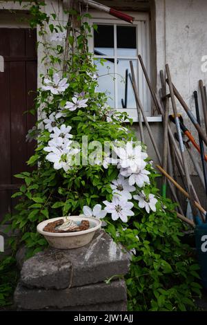 Schöne weiße asiatische Jungfrauen bower (Clematis florida) blüht in der Nähe des Eingangs eines Hauses Stockfoto