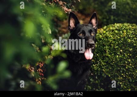 Schwarzer Deutscher Schäferhund, Arbeitslinie Schäferhund. Porträt eines schwarzen Hundes in einer städtischen Umgebung in der Stadt. Hund im Freien in einem Stadtzentrum in der Nähe von Geschäften. Stockfoto