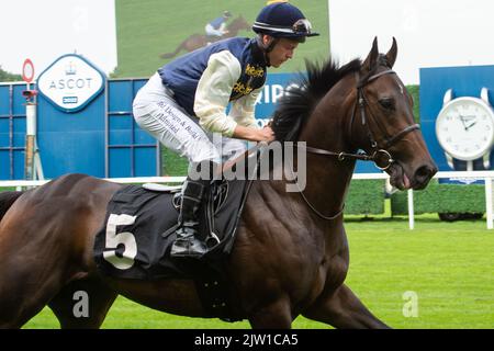 Ascot, Bergen, Großbritannien. 2.. September 2022. Der Jockey Ray Dawson fährt auf dem Pferderücken Revenite auf die Rennstrecke, bevor er die Events bei Ascot gewinnt. British EBF beschränkte Novice Stakes beim Ascot Racecourse September Racing Weekend. Besitzer Opulenz Thoroughbreds. Trainer Roger Varian, Newmarket. Quelle: Maureen McLean/Alamy Live News Stockfoto