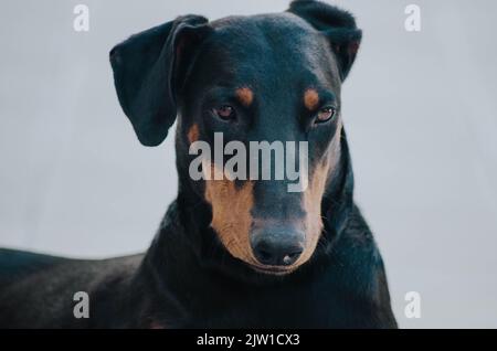 Junger schwarzer Doberman mit Ohren Stockfoto