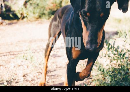Schwarzer Doberman mit Ohren, die im Garten spielen Stockfoto