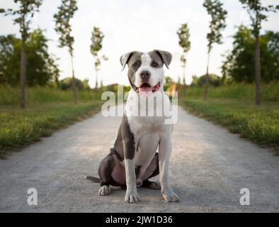 Der junge Stafford sitzt auf einer Wiese. Stockfoto