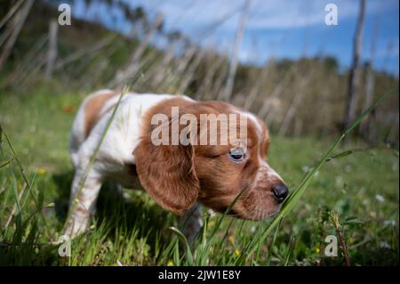 Weißer und orangefarbener Welpenhund, epagneul breton, bretagne Stockfoto