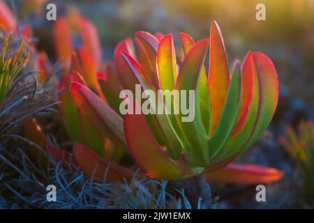 Farbenprächtiger Carpobrotus chilensis in den Strahlen der Sonne Stockfoto