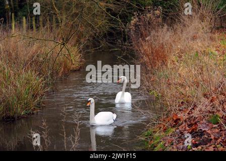 SCHWÄNE AUF DEM FLUSS TESTEN IN MOTTISFONT ABBEY, IN DER NÄHE VON ROMSEY HAMPSHIRE, DIE AUF DAS 11TH. JAHRHUNDERT ZURÜCKGEHT PIC MIKE WALKER,2013 MIKE WALKER BILDER Stockfoto