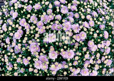 Callistephus chinensis ein Bouquet von purpurem Porzellanaster oder jährlichem Aster Stockfoto
