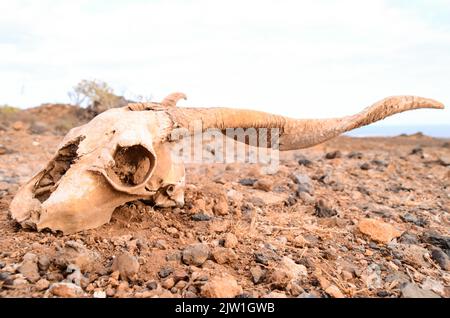 Ein trockener Ziegenschädel auf einer Felsenwüste auf den Kanarischen Inseln, Spanien Stockfoto