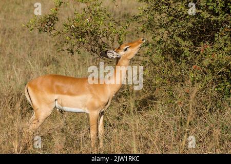 Impala (Aepyceros melampus), weibliche Browsing Stockfoto
