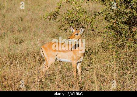 Impala (Aepyceros melampus), weibliche Browsing Stockfoto