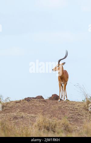 Impala (Aepyceros melampus) steht auf einem Bergrücken Stockfoto