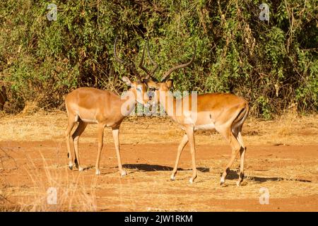 Impala (Aepyceros melampus). Zwei Rüden, die sich in Quadratur abwink Stockfoto