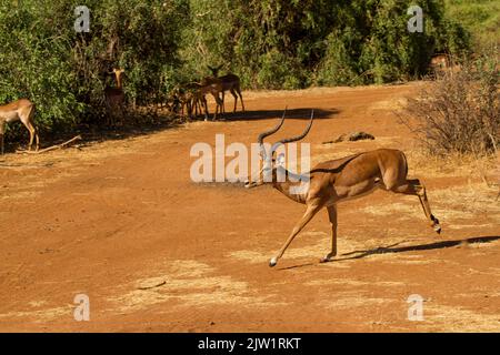 Impala (Aepyceros melampus), männlich laufend Stockfoto