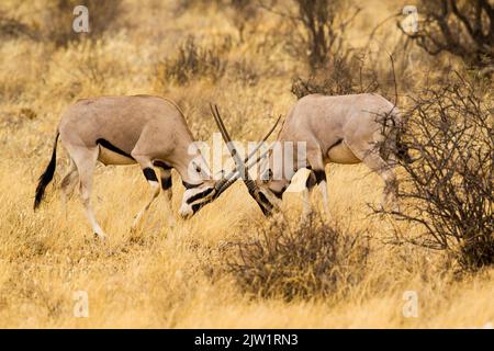 Ostafrika, oder Beisa, Oryx (Oryx beisa) kämpfen Stockfoto