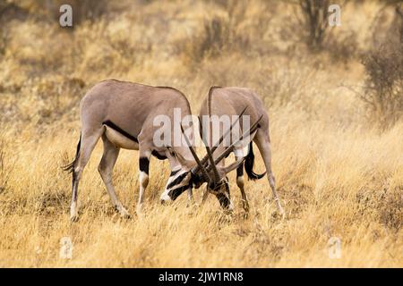 Ostafrika, oder Beisa, Oryx (Oryx beisa) kämpfen Stockfoto