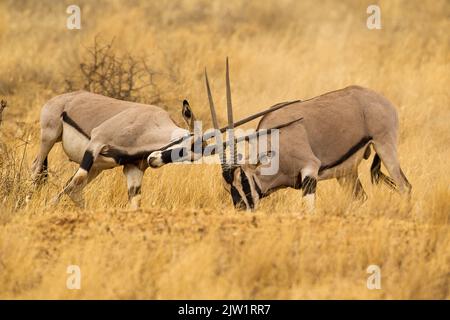 Ostafrika, oder Beisa, Oryx (Oryx beisa) kämpfen Stockfoto