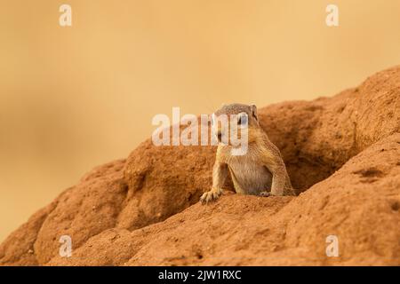 Ungestreiftes Erdhörnchen (Xerus rutilus) Stockfoto
