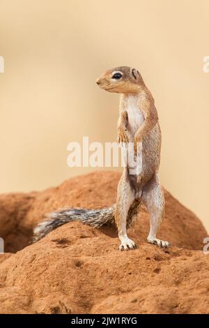 Ungestreiftes Erdhörnchen (Xerus rutilus) Stockfoto