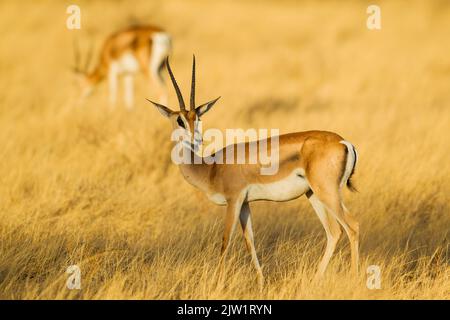 Grant es Gazelle (Gazella Grantii) Stockfoto