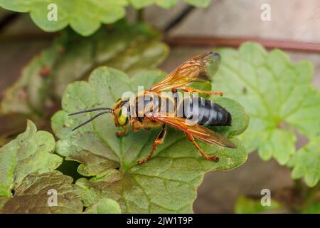 Quadratische Wasp (Tachytes sp.) Stockfoto