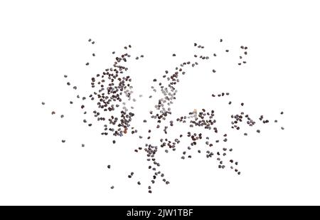 Mohnsamen sind Ölsamen, die aus dem Opiummohn Papaver somniferum gewonnen werden, aus getrockneten Samenschoten geerntet und in der Küche vieler Länder verwendet werden Stockfoto