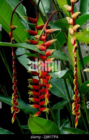 Tropische Schönheit Blumen Heliconia Sp Stockfoto