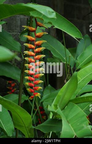 Tropische Schönheit Blumen Heliconia Sp Stockfoto