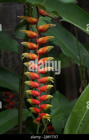 Tropische Schönheit Blumen Heliconia Sp Stockfoto