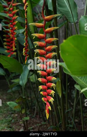 Tropische Schönheit Blumen Heliconia Sp Stockfoto