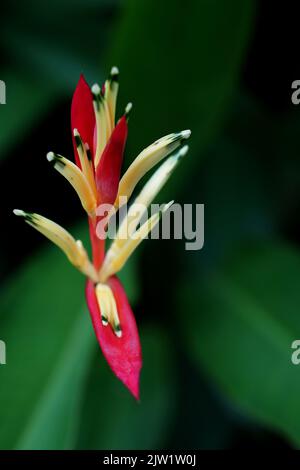 Tropische Schönheit Blumen Heliconia Sp Stockfoto