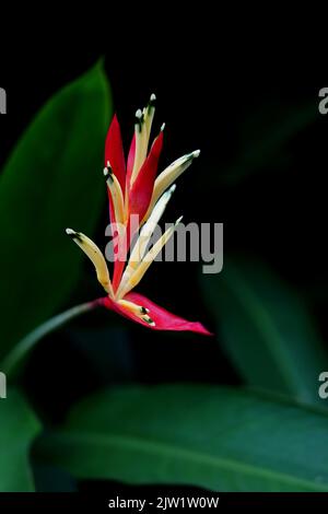 Tropische Schönheit Blumen Heliconia Sp Stockfoto