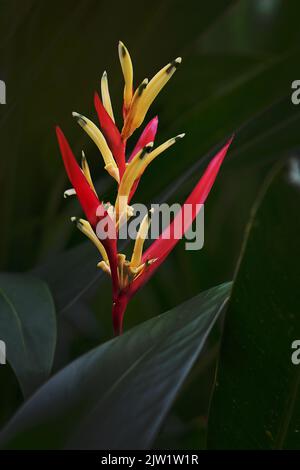 Tropische Schönheit Blumen Heliconia Sp Stockfoto