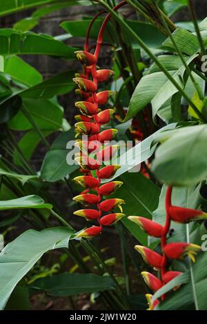 Tropische Schönheit Blumen Heliconia Sp Stockfoto