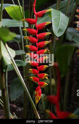 Tropische Schönheit Blumen Heliconia Sp Stockfoto