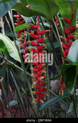 Tropische Schönheit Blumen Heliconia Sp Stockfoto