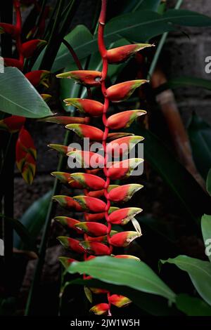 Tropische Schönheit Blumen Heliconia Sp Stockfoto