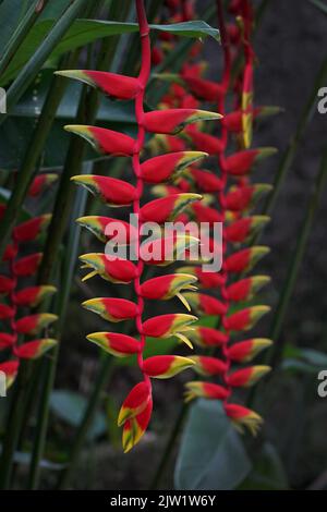 Tropische Schönheit Blumen Heliconia Sp Stockfoto