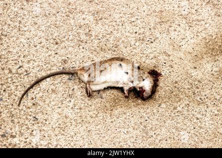 Tote Ratte auf dem Boden. Zerquetschtes Nagetier auf dem Boden Stockfoto