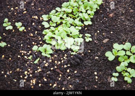 Senfpflanzen und Samen auf dem Boden, Gründünger Sinapis alba Sämlinge im Garten Stockfoto