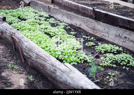 Sinapis alba Sämlinge im Gartenbeet, weiße Senfpflanzen wachsen als Gründünger und Dünger Stockfoto