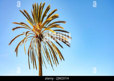 Ein Palmenblatt fängt in Kalifornien am frühen Abend das Sonnenlicht ein, das vor einem blauen Himmel abgebildet ist. Stockfoto