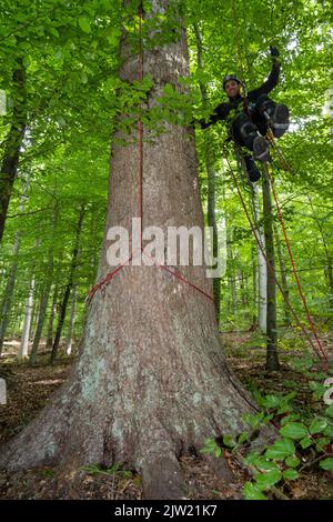 Panstorf, Deutschland. 31. August 2022. Aus einer Höhe von etwa 50 Metern rappelt Vincent Ullrich, Industriekletterer und Kegelpflücker, von einer Silbertanne im Bezirk Panstorf bei Remplin ab, nachdem er Zapfen in der Baumkrone geerntet hat. Im Nordosten setzen Experten auf Silbertannen – und ernteten erstmals die stärksten. Etwa eine halbe Tonne Tannenzapfen wurden gesammelt. Diese werden im Forstsammelzentrum Jatznick (Vorpommern-Greifswald) behandelt und gelagert. Quelle: Stefan Sauer/dpa/Alamy Live News Stockfoto