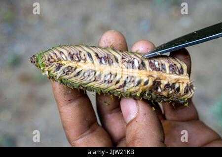 Panstorf, Deutschland. 31. August 2022. Vincent Ullrich, Industriekletterer und Kegelpflücker, untersucht einen Kegel, der von einer Silbertanne geerntet wurde. Im Nordosten verlassen sich Experten auf Weißtannen - und haben zum ersten Mal die stärksten geerntet. Etwa eine halbe Tonne Tannenzapfen kamen zusammen. Diese werden im Forstsammelzentrum Jatznick (Vorpommern-Greifswald) behandelt und gelagert. Quelle: Stefan Sauer/dpa/Alamy Live News Stockfoto